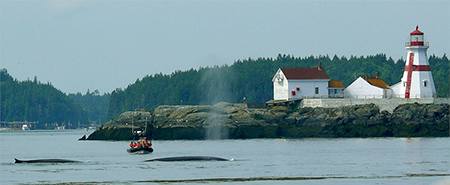 lighthouse_whales